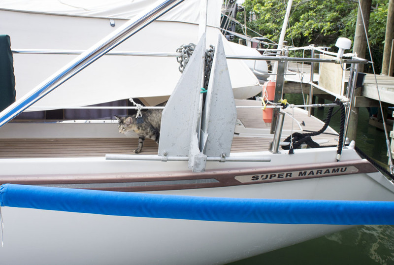 Georgie on neighbor's boat